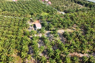 Tanah Pertanian Sawit Tanjung Karang Paling Murah