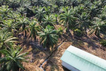 Tanah Pertanian Sawit Tanjung Karang Paling Murah