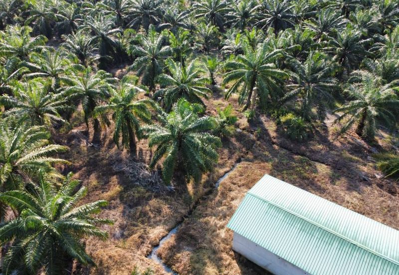 Tanah Pertanian Sawit Tanjung Karang Paling Murah