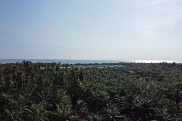 Tanah Pertanian Sawit Tanjung Karang Paling Murah