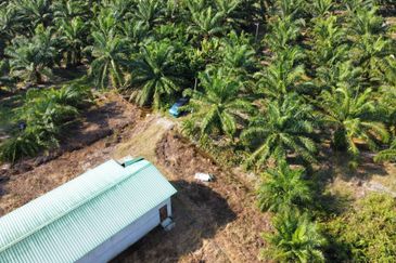 Tanah Pertanian Sawit Tanjung Karang Paling Murah