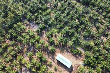 Tanah Pertanian Sawit Tanjung Karang Paling Murah