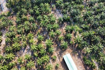 Tanah Pertanian Sawit Tanjung Karang Paling Murah