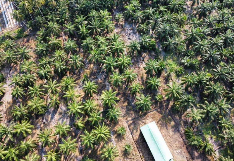 Tanah Pertanian Sawit Tanjung Karang Paling Murah