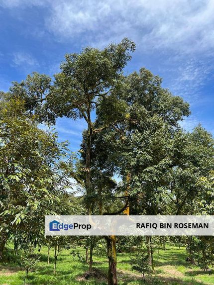 Durian Farm Raub Pahang , Pahang, Raub