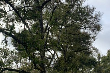 Tanah Pertanian Karak 