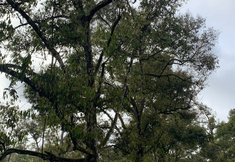 Tanah Pertanian Karak 