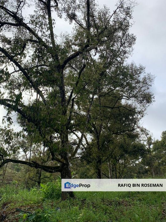 Tanah Pertanian Karak , Pahang, Bentong