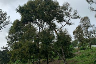 Tanah Pertanian Karak 