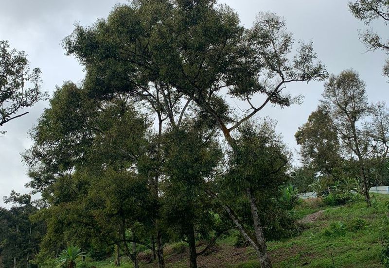 Tanah Pertanian Karak 