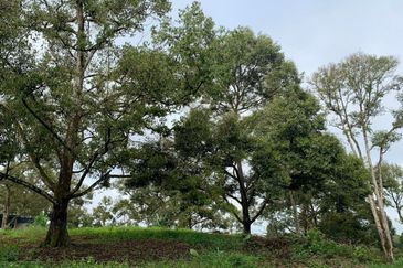 Tanah Pertanian Karak 