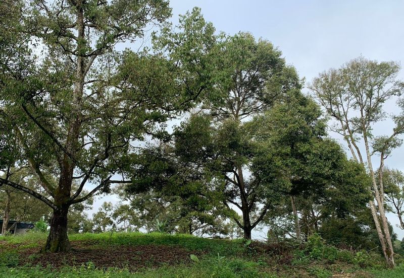 Tanah Pertanian Karak 