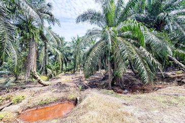 Tanah Status Pertanian Sungai Kelambu Jalan Bunga Raya 3 Banting