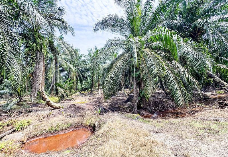 Tanah Status Pertanian Sungai Kelambu Jalan Bunga Raya 3 Banting