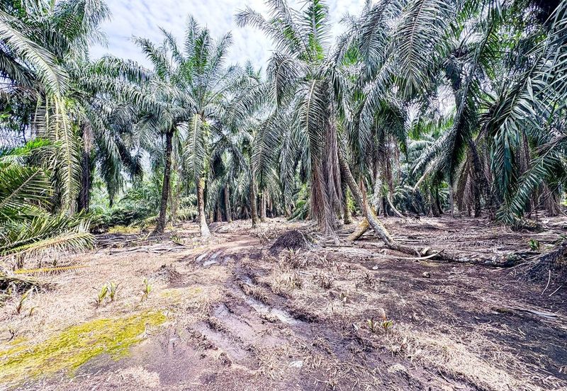 Tanah Status Pertanian Sungai Kelambu Jalan Bunga Raya 3 Banting
