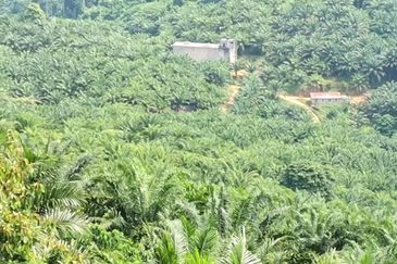 Kelantan Kuala Krai Kuala Pahi FREEHOLD 200 acres Palm Oil Land for SALE ‼️ 