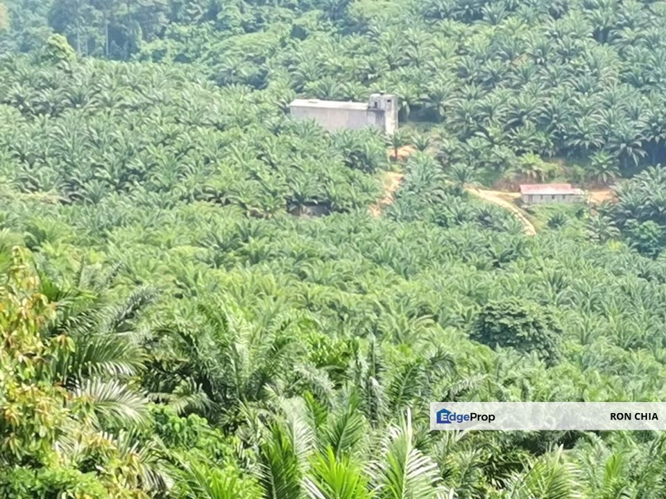 Kelantan Kuala Krai Kuala Pahi FREEHOLD 200 acres Palm Oil Land for SALE ‼️ , Kelantan, Kuala Krai