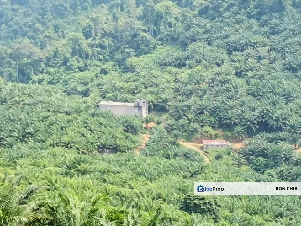 Kelantan Kuala Krai Kuala Pahi FREEHOLD 200 acres Palm Oil Land for SALE ‼️ , Kelantan, Kuala Krai