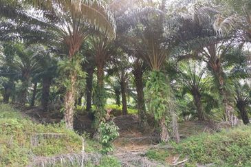 Kelantan Kuala Krai Kuala Pahi FREEHOLD 200 acres Palm Oil Land for SALE ‼️ 