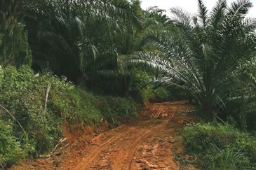 Kelantan Kuala Krai Kuala Pahi FREEHOLD 200 acres Palm Oil Land for SALE ‼️ 