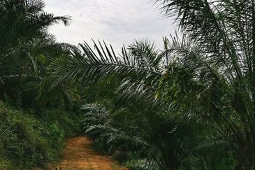 Kelantan Kuala Krai Kuala Pahi FREEHOLD 200 acres Palm Oil Land for SALE ‼️ 