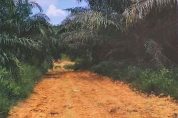 Kelantan Kuala Krai Stong 996 acres Palm Oil Land for SALE ‼️ 