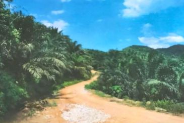 Kelantan Kuala Krai Stong 996 acres Palm Oil Land for SALE ‼️ 