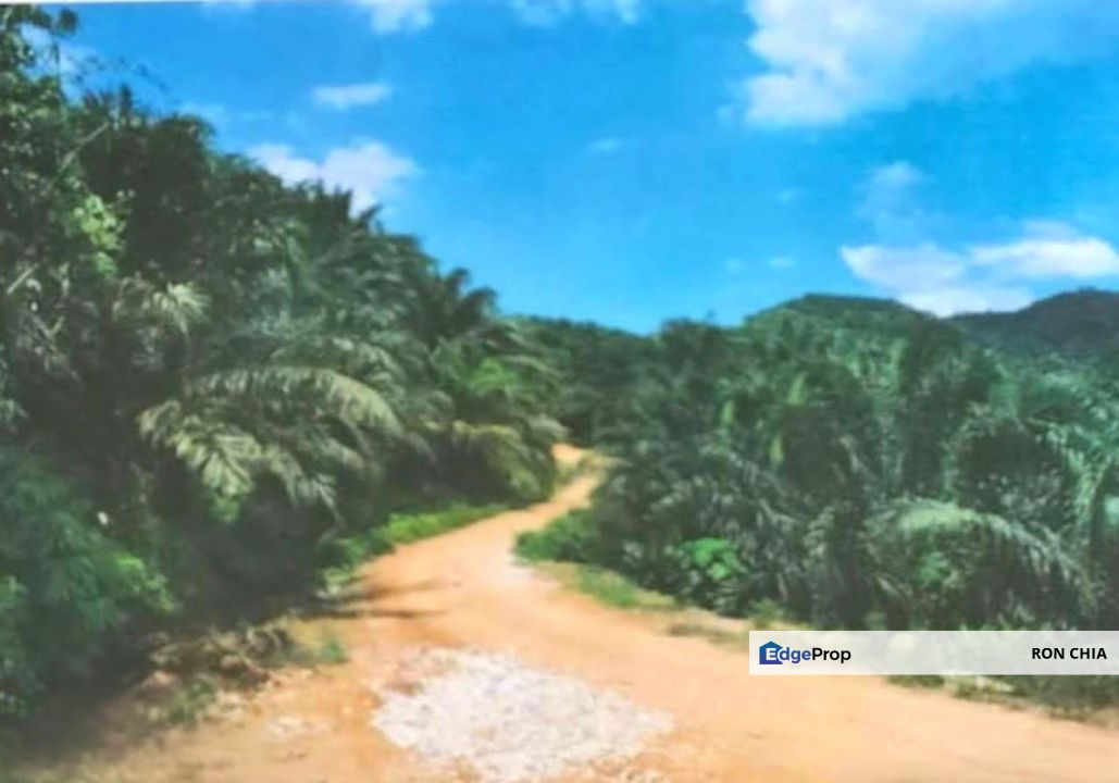 Kelantan Kuala Krai Stong 996 acres Palm Oil Land for SALE ‼️ , Kelantan, Kuala Krai