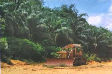 Kelantan Kuala Krai Stong 996 acres Palm Oil Land for SALE ‼️ 