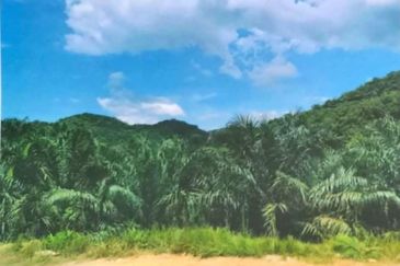 Kelantan Kuala Krai Stong 996 acres Palm Oil Land for SALE ‼️ 