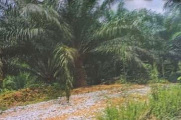 Kelantan Kuala Krai Stong 996 acres Palm Oil Land for SALE ‼️ 