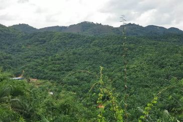 Kelantan Kuala Krai Stong 996 acres Palm Oil Land for SALE ‼️ 