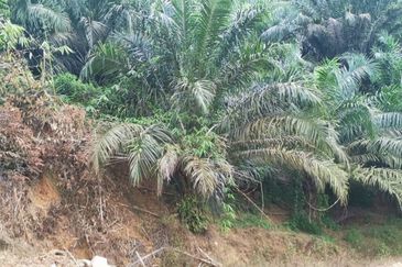 Kelantan Kuala Krai Stong 996 acres Palm Oil Land for SALE ‼️ 