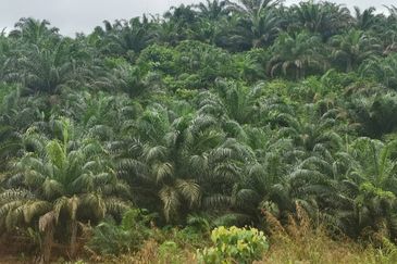 Kelantan Kuala Krai Stong 996 acres Palm Oil Land for SALE ‼️ 