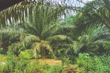 Kelantan Kuala Krai Stong 996 acres Palm Oil Land for SALE ‼️ 