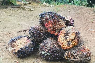 Kelantan Kuala Krai Stong 996 acres Palm Oil Land for SALE ‼️ 