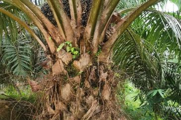 Kelantan Kuala Krai Stong 996 acres Palm Oil Land for SALE ‼️ 
