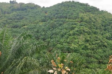 Kelantan Kuala Krai Stong 996 acres Palm Oil Land for SALE ‼️ 