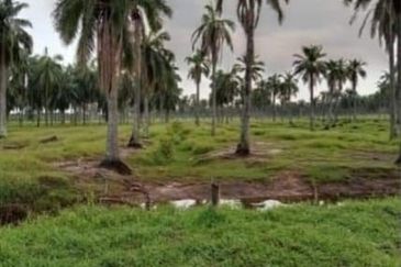 Selangor Kuala Langat Banting Beside Gold Cost Morib 2500 Acres Beach Frontage Land for SALE 🔥 