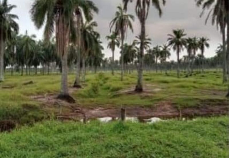 Selangor Kuala Langat Banting Beside Gold Cost Morib 2500 Acres Beach Frontage Land for SALE 🔥 