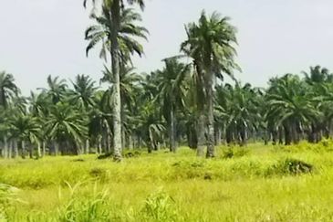 Selangor Kuala Langat Banting Beside Gold Cost Morib 2500 Acres Beach Frontage Land for SALE 🔥 