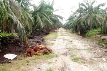 Perak Teluk Intan 3800 Acres Palm Oil Land for SALE🔥