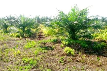 Perak Teluk Intan 3800 Acres Palm Oil Land for SALE🔥