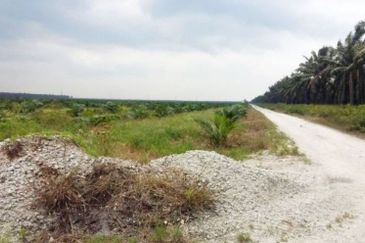 Perak Teluk Intan 3800 Acres Palm Oil Land for SALE🔥