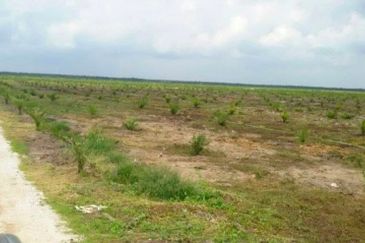 Perak Teluk Intan 3800 Acres Palm Oil Land for SALE🔥