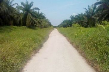 Perak Teluk Intan 3800 Acres Palm Oil Land for SALE🔥
