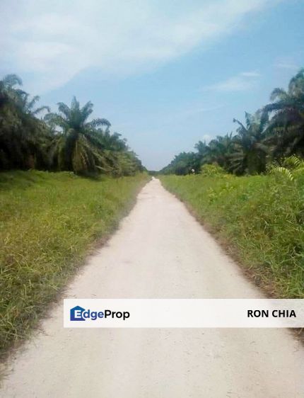 Perak Teluk Intan 3800 Acres Palm Oil Land for SALE🔥, Perak, Teluk Intan