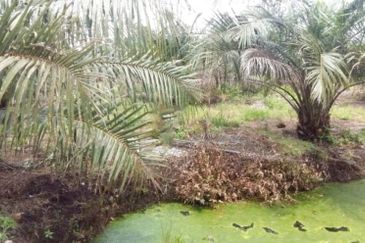 Perak Teluk Intan 3800 Acres Palm Oil Land for SALE🔥