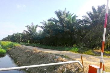 Perak Teluk Intan 3800 Acres Palm Oil Land for SALE🔥