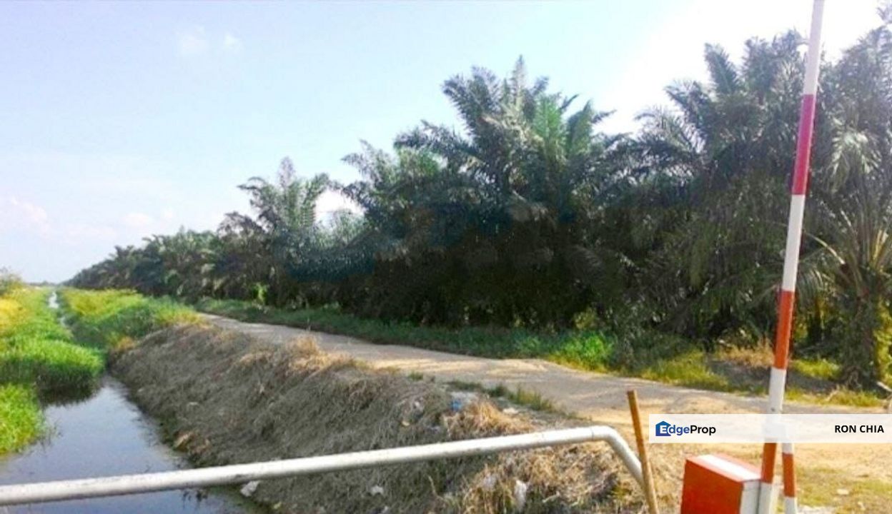 Perak Teluk Intan 3800 Acres Palm Oil Land for SALE🔥, Perak, Teluk Intan